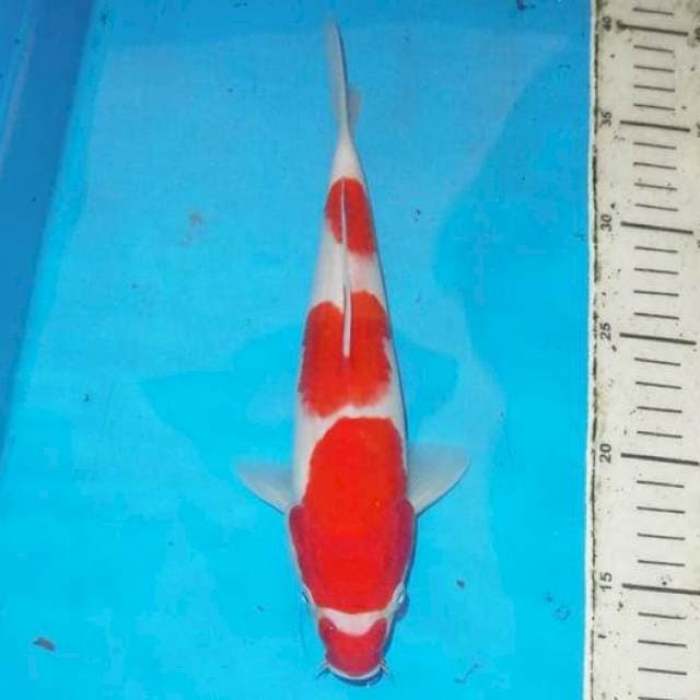 27cm KOHAKU step four
