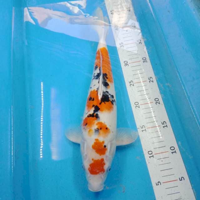 maruten sanke 35 cm