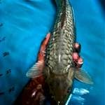 Soragoi ginrin 40cm