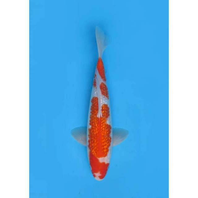 Kohaku Full Ginrin - 29cm Male