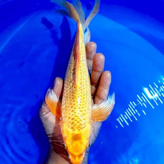 Kumpay 30 cm