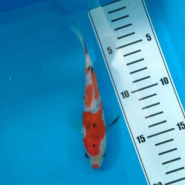 Kucibeni tategoi 15 cm