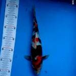 Showa F1 35 up