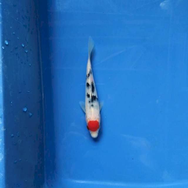 Tancho sanke 14cm