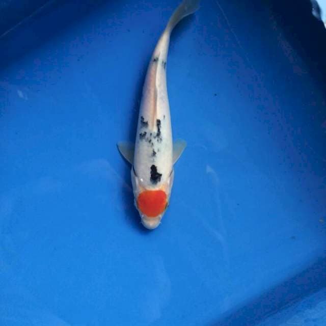 Tancho sanke tategoi 20cm
