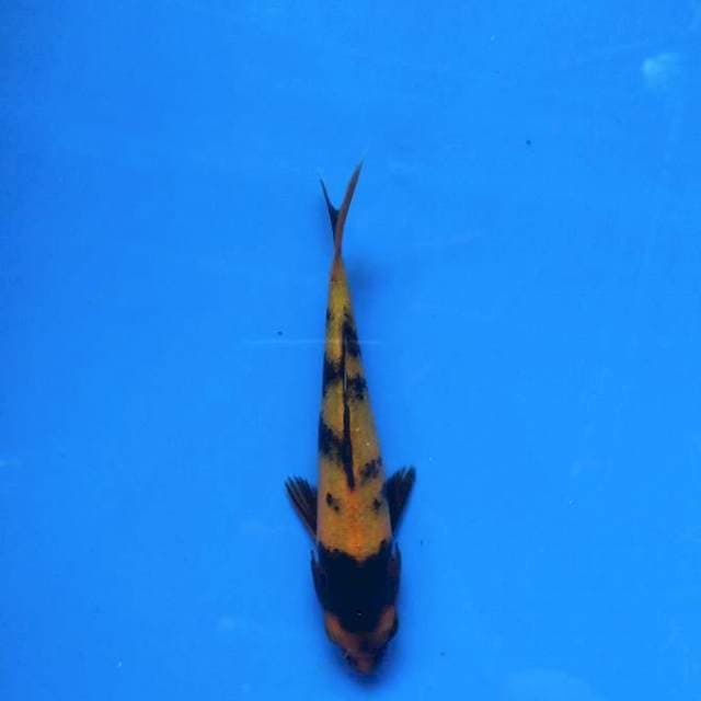 Hi-ki utsuri 14cm