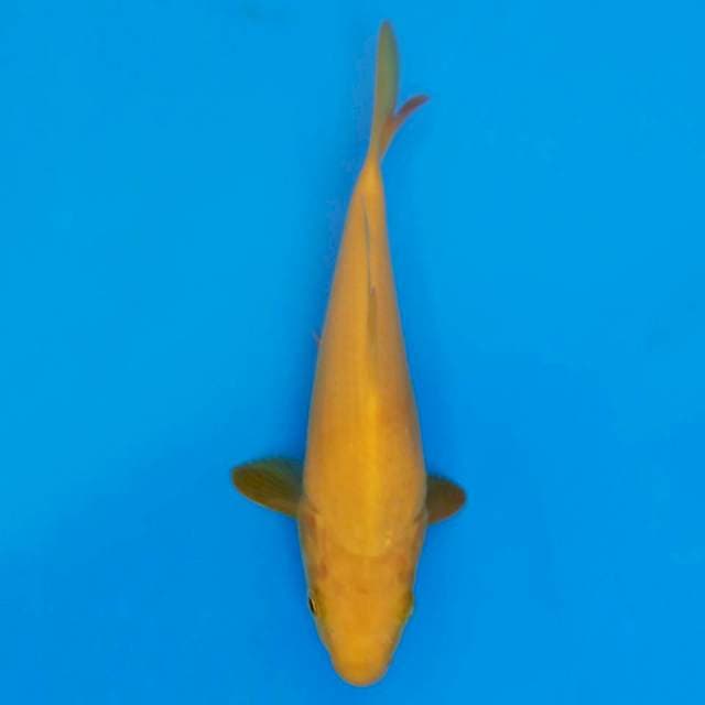 Karashi 20cm