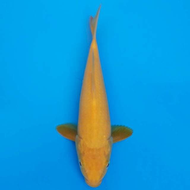 Karashi 20cm