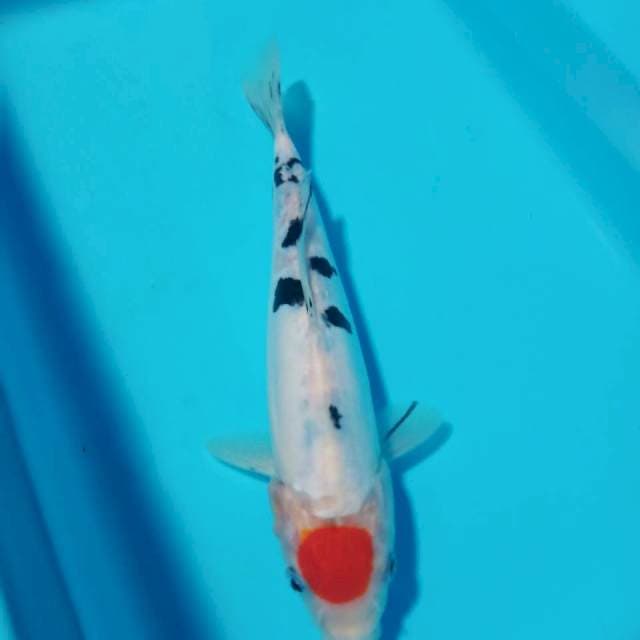 Tancho sanke 20cm