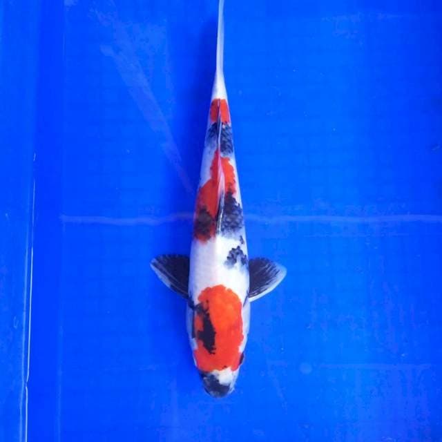 2. Kindai Showa || 33 cm
