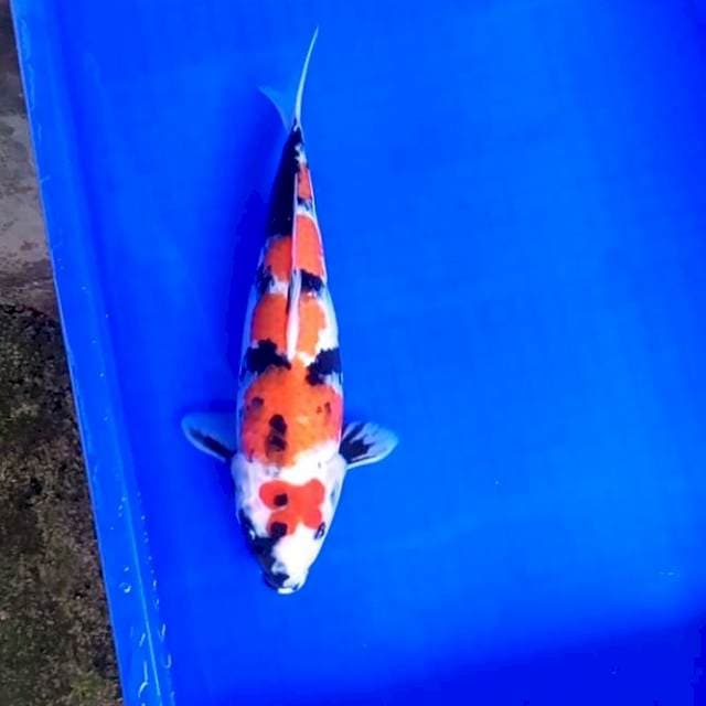 4. Maruten Showa || 34 cm
