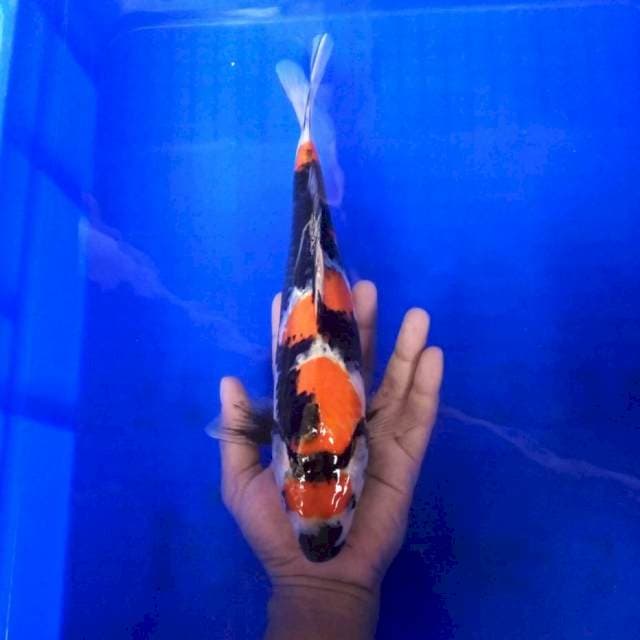 8. Maruten Showa || 30 cm