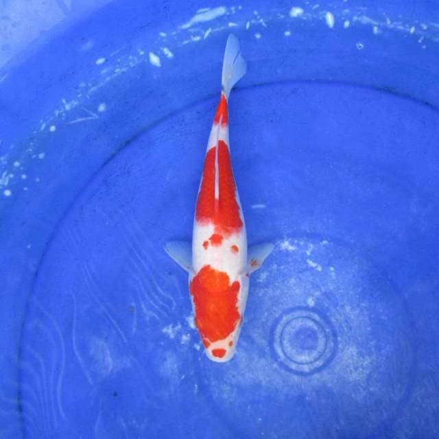 Kohaku ±27cm