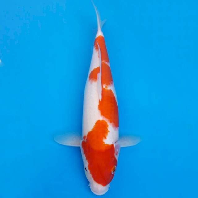 Kohaku 37cm