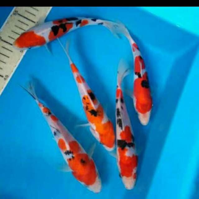 17-18 cm