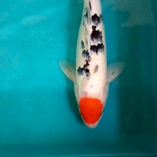 Tanco sanke 38 cm