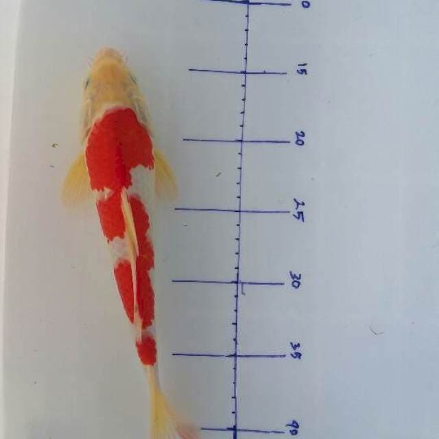 Kohaku