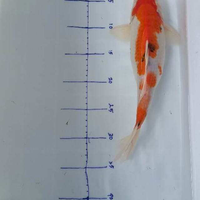 Sanke Kucibeni