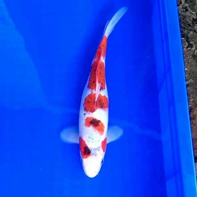 28cm. Goshiki