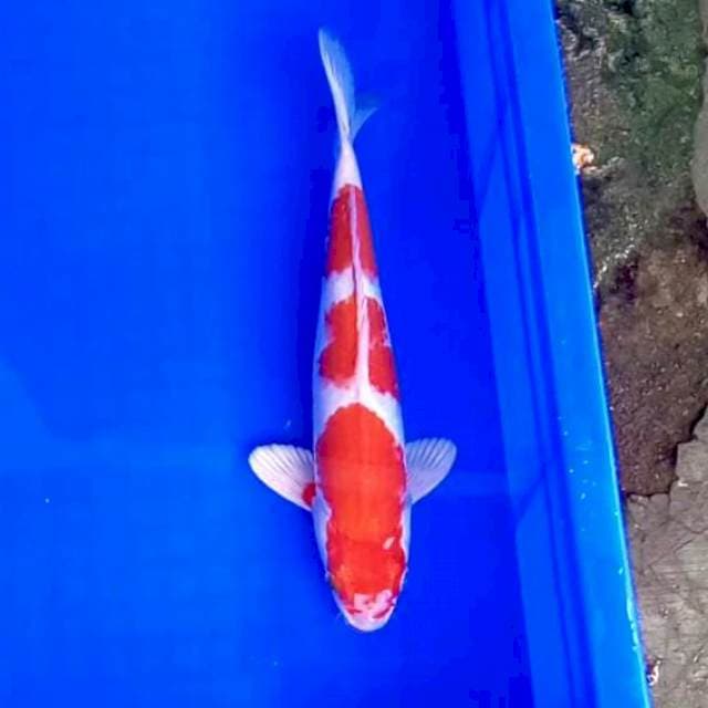 26cm. Kohaku Hikari