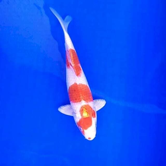 28cm. Hikari 3 step