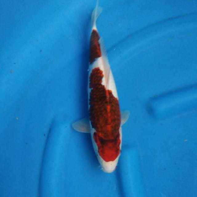 Budo 35cm