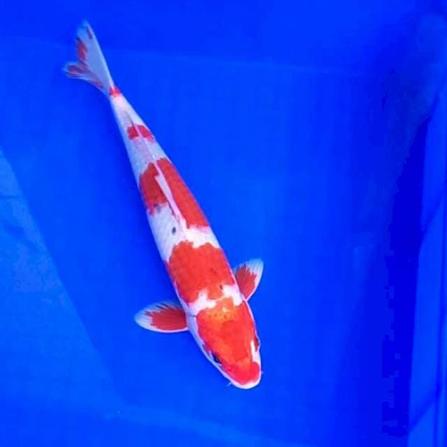 30cm. Hariwake 5 step