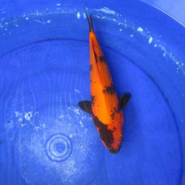 Hi ki utsuri ±28cm body besar