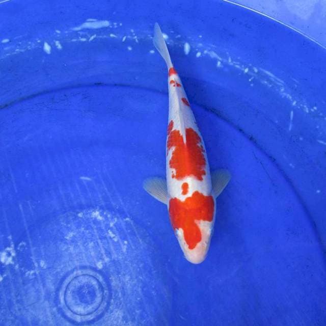Kohaku prospek±23cm