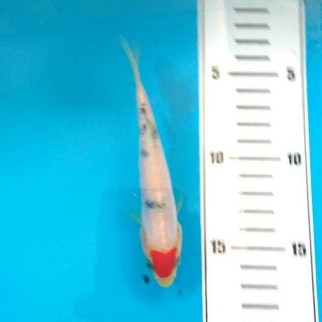 Original tancho sanke 13 cm