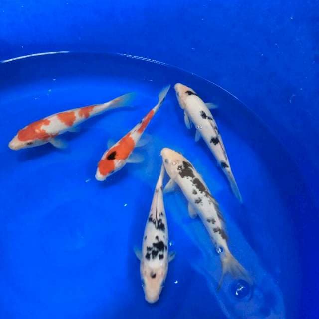 Bekko 24cm ada bonusnya