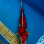 Red Ghosiki