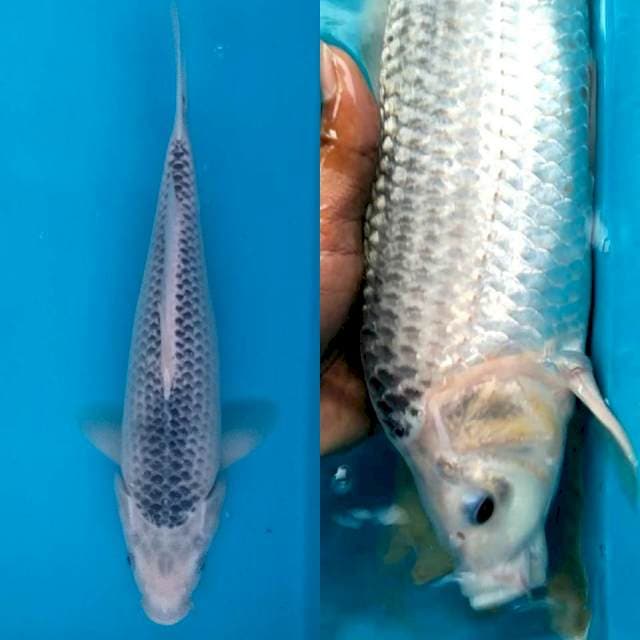 ASAGI Rapi, Punuk