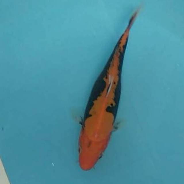 Benikumon Ryu*20cm