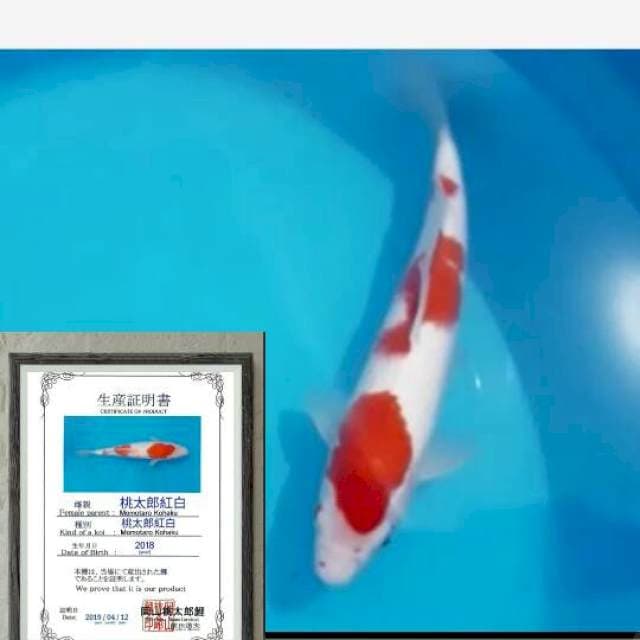 kohaku import momotaro 30cm