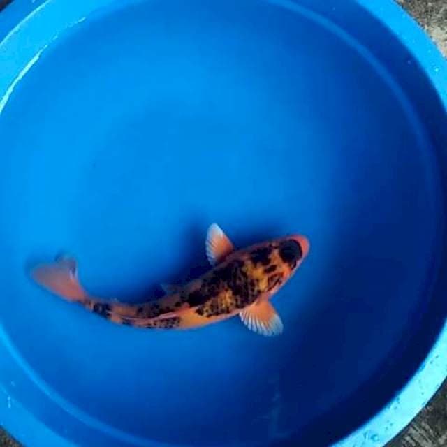 Kawari 23cm