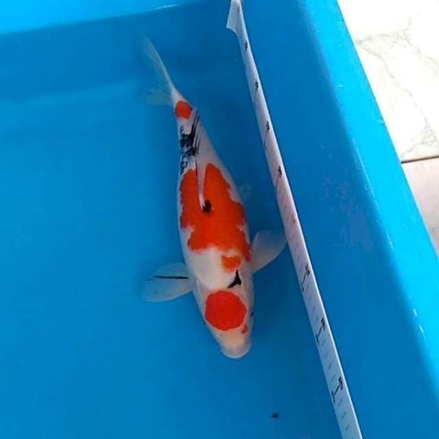 Maruten 36 cm