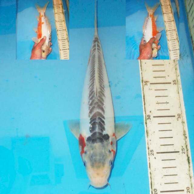 31cm F1 SHUSUI