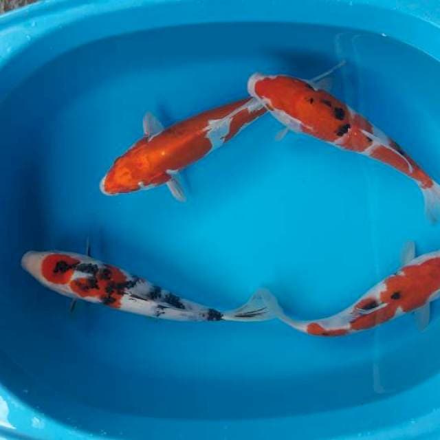 27 kohaku