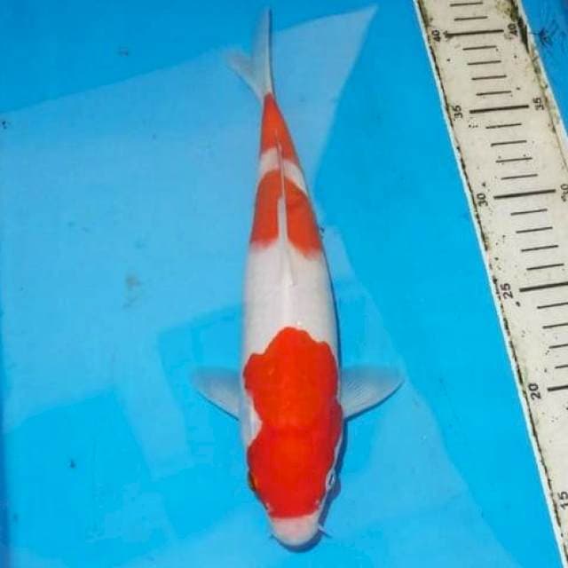 27cm KOHAKU