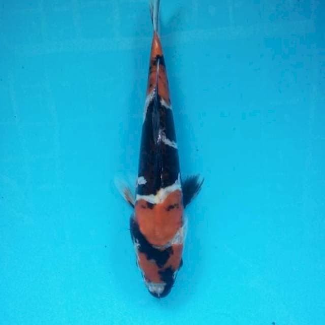 Showa doit murni 22cm