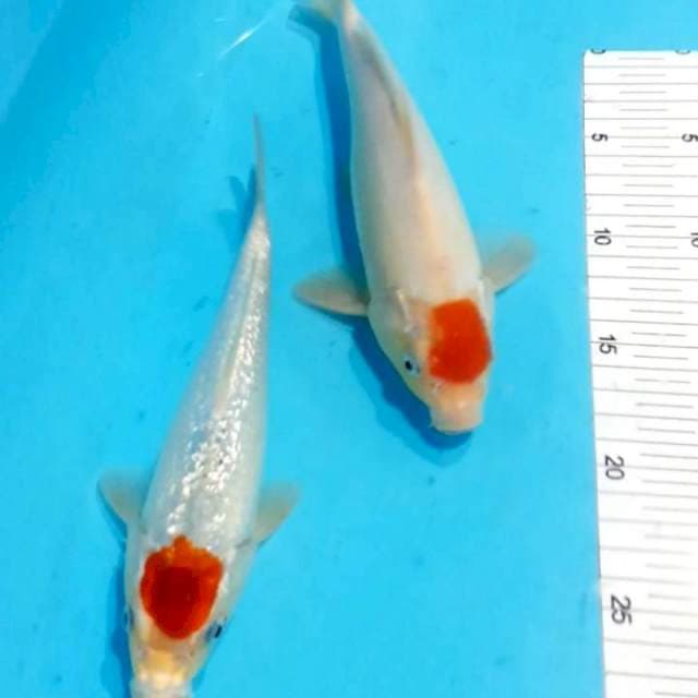Duo tancho 23-27 cm