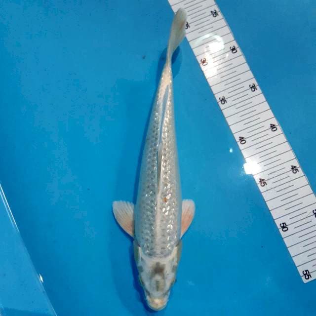 Mukasi male 30 cm