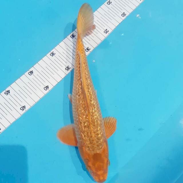 Gindrin 30 cm male