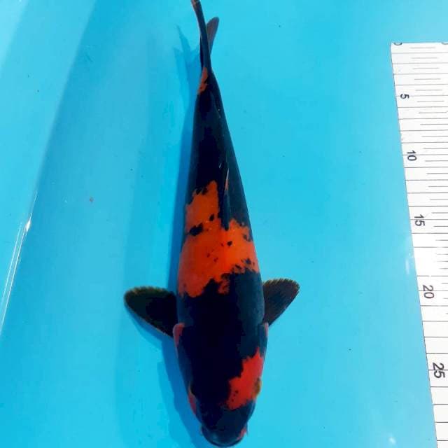 Utsury 32 cm male