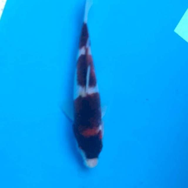 Goromo