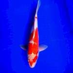 Kohaku Doitsu || 35 cm