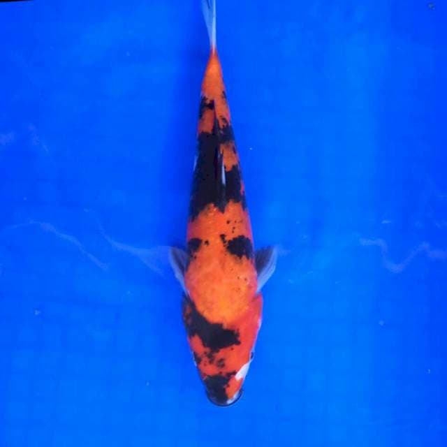 Hi Showa || 27 cm