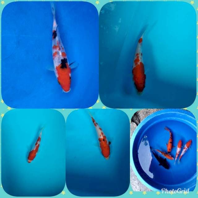 Paket mix (9ekor)