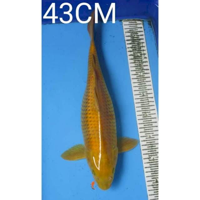 CHAGOI FEMALE 43CM